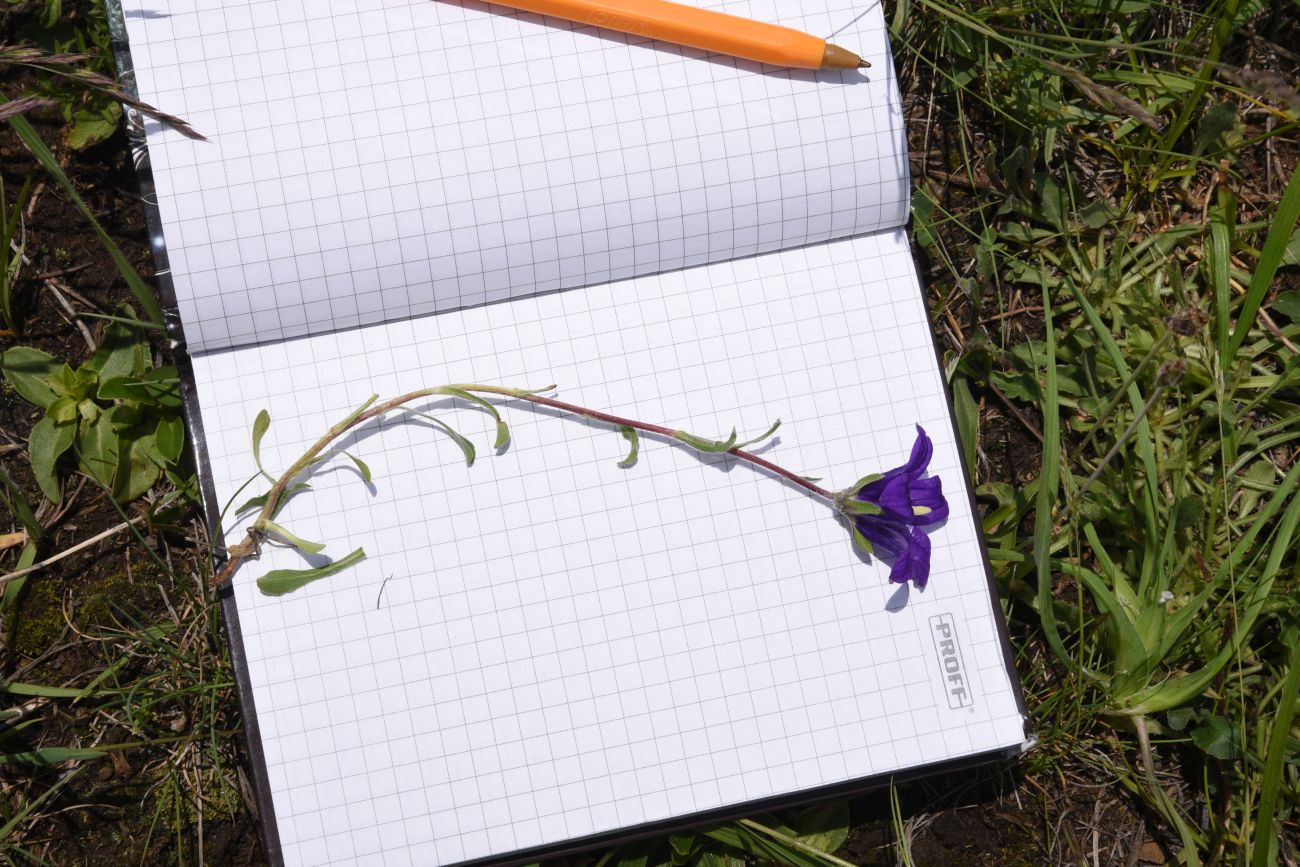 Изображение особи Campanula saxifraga.