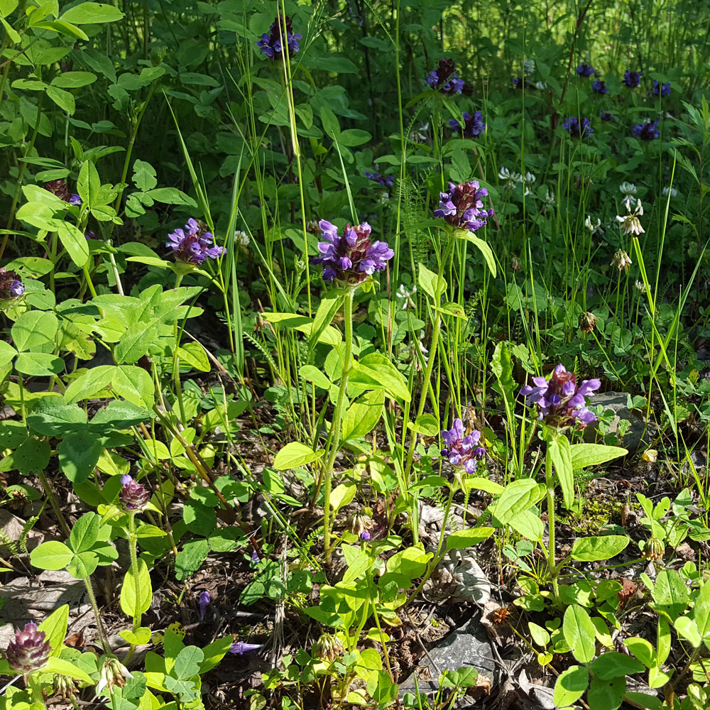 Изображение особи Prunella japonica.