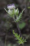 Cirsium obvallatum