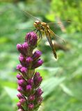 Liatris spicata. Верхушка раскрывающегося соцветия с сидящей стрекозой. Марий Эл, г. Йошкар-Ола, мкр-н Гомзово, в культуре. 30.07.2022.