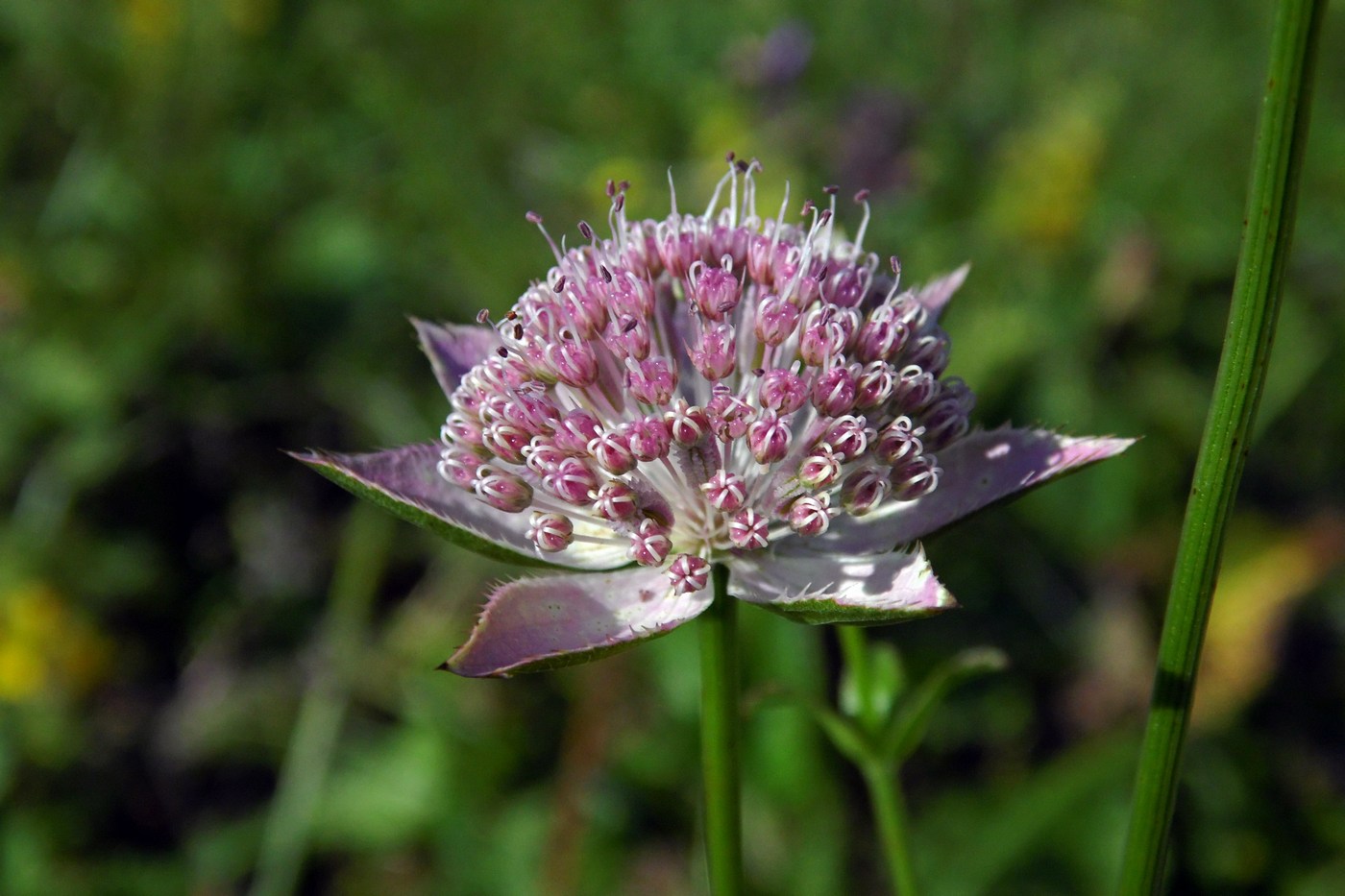 Image of Astrantia maxima specimen.