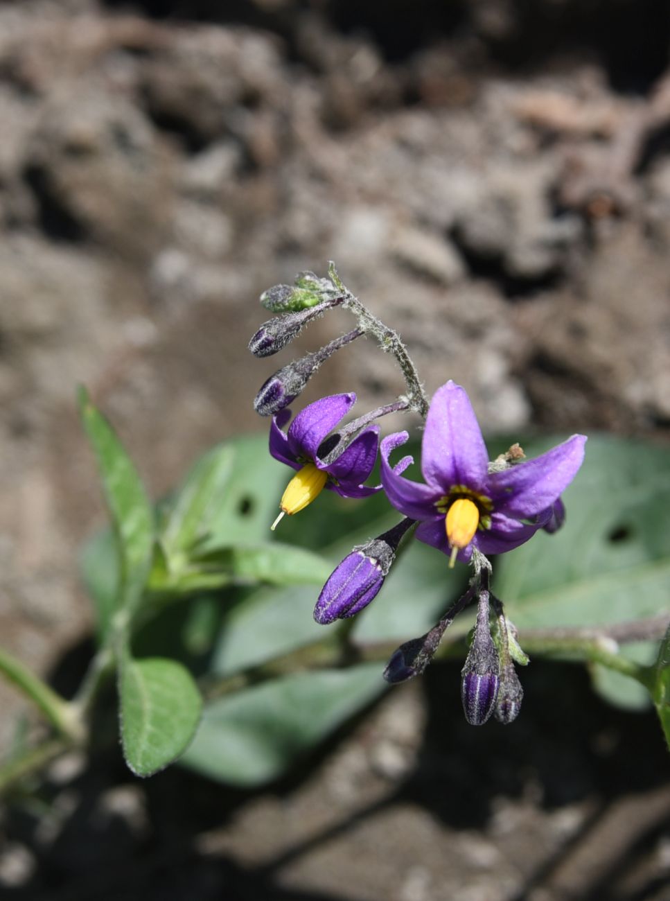 Изображение особи Solanum pseudopersicum.
