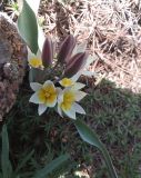 Tulipa turkestanica