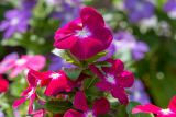 Catharanthus roseus