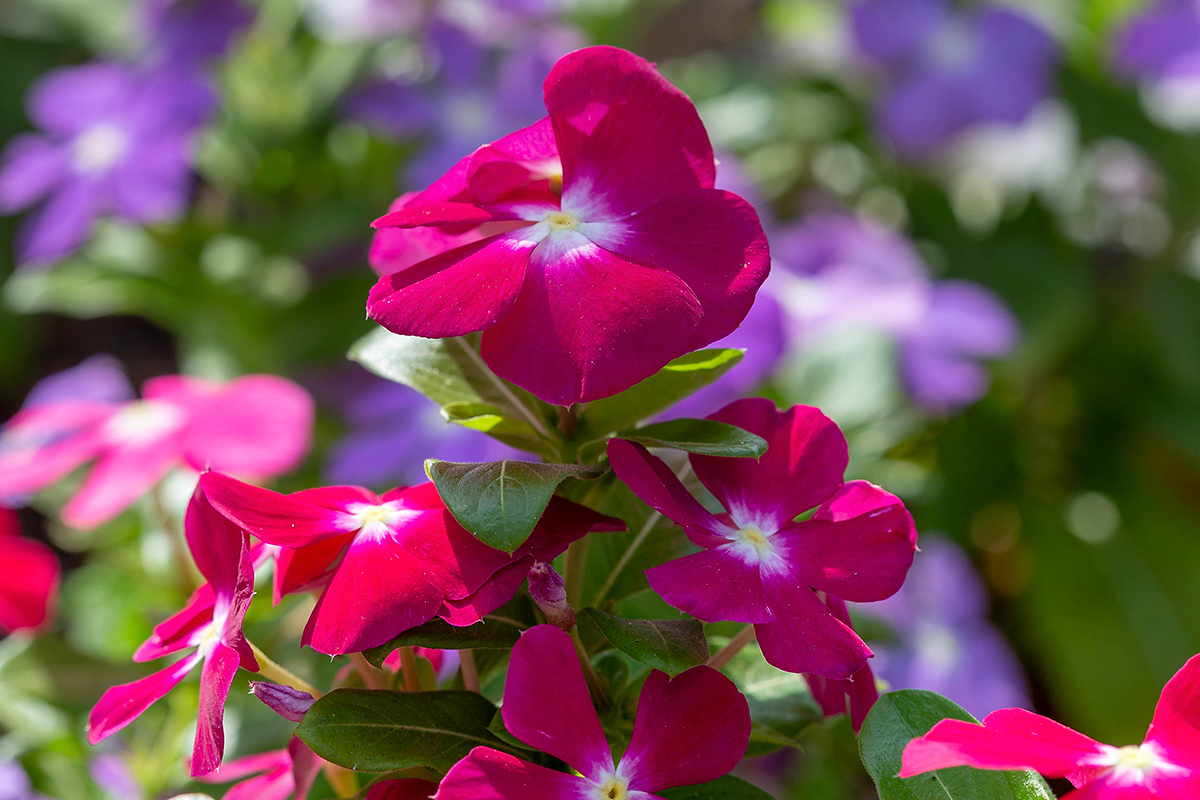 Изображение особи Catharanthus roseus.