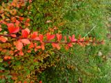 Berberis thunbergii