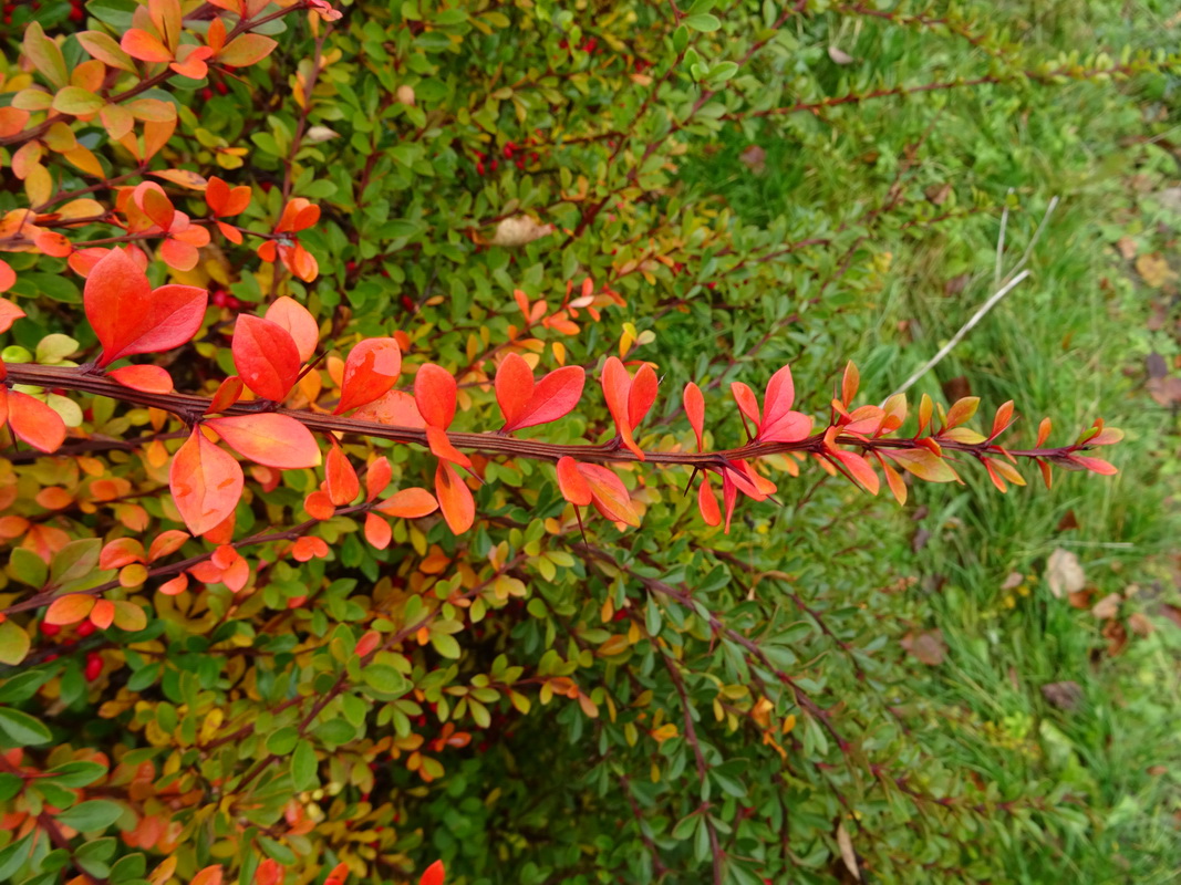 Изображение особи Berberis thunbergii.