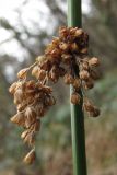 Juncus effusus. Соплодие. Южный Берег Крыма, пос. Виноградный. 29 ноября 2010 г.