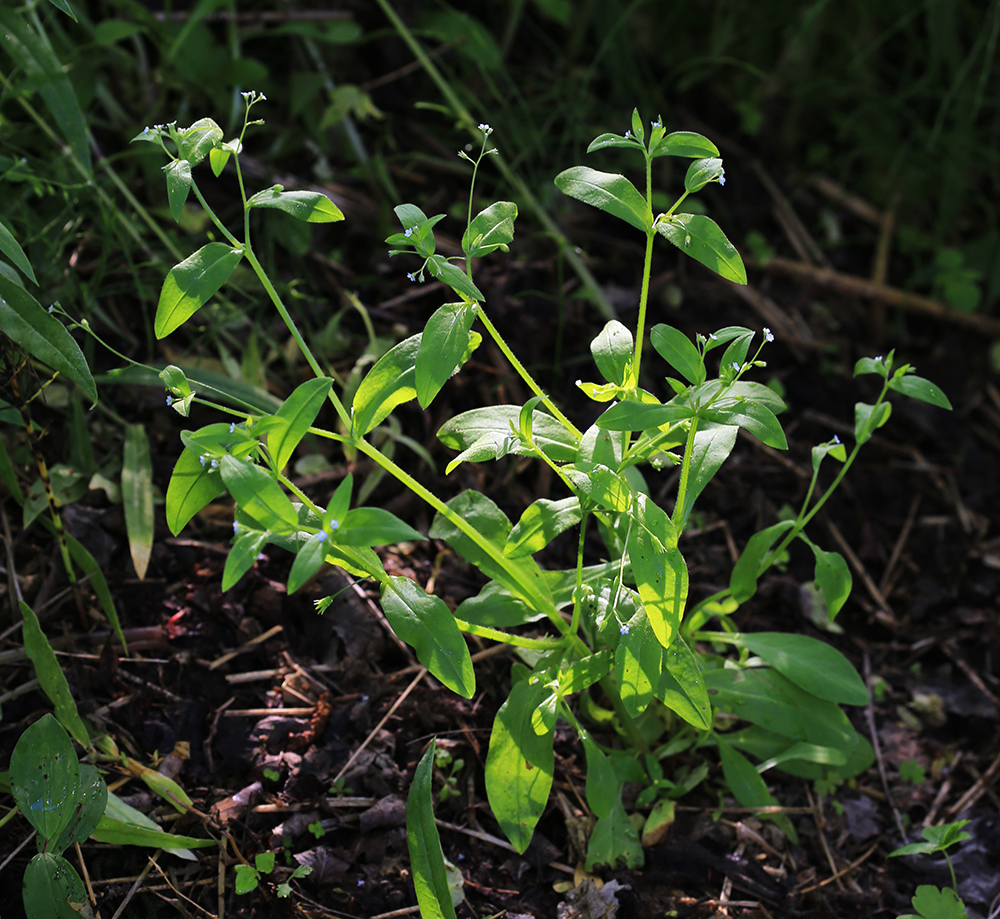 Изображение особи Myosotis sparsiflora.