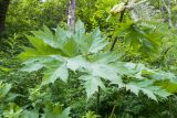 Heracleum mantegazzianum. Листья. Краснодарский край, Апшеронский р-н, гора Черногор, ≈ 1000 м н.у.м., смешанный буково-пихтовый лес, в зарослях вдоль старой лесовозной дороги. 06.07.2019.