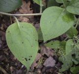 Symphytum grandiflorum