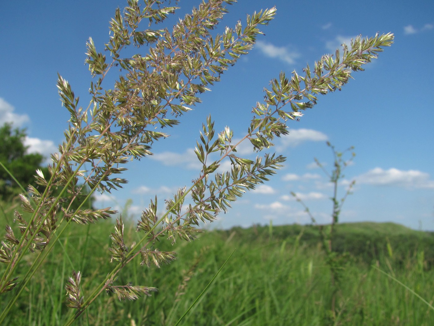 Image of Koeleria macrantha specimen.