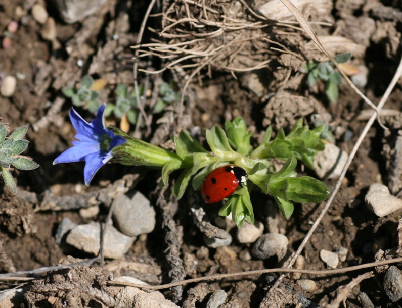 Изображение особи Gentiana karelinii.