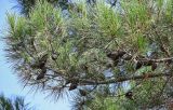 Pinus pityusa. Ветвь с шишками. Дагестан, г. Дербент, в культуре. 30.07.2022.