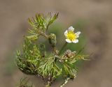 Ranunculus rionii