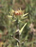 Carlina intermedia