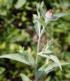 Centaurea salicifolia