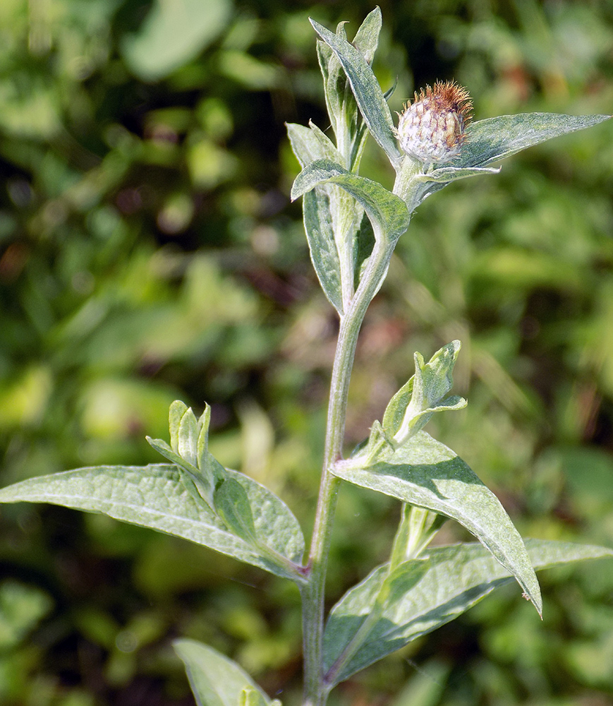 Image of Centaurea salicifolia specimen.