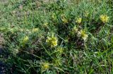 Astragalus aureus. Цветущие растения. Армения, обл. Арагацотн, гора Арагац, ущелье р. Аркашен, окр. крепости Амберд, ≈ 2300 м н.у.м., луговой склон. 20.06.2022.