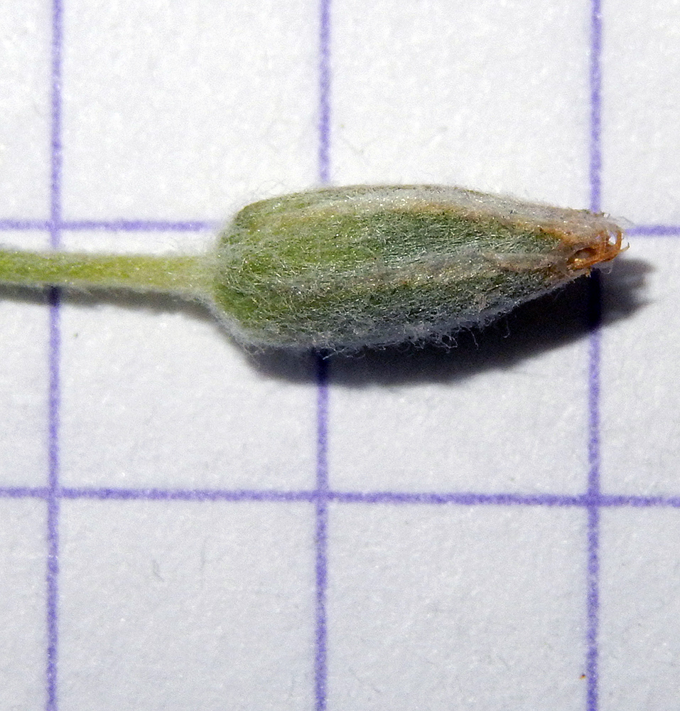 Изображение особи Cerastium tomentosum.