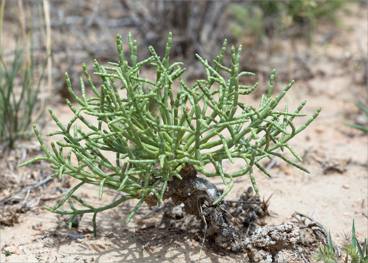 Изображение особи Anabasis truncata.