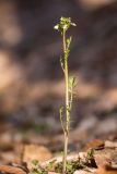 Cardamine tenera. Цветущее растение. Адыгея, Майкопский р-н, окр. пос. Каменномостский, широколиственный лес. 02.04.2023.