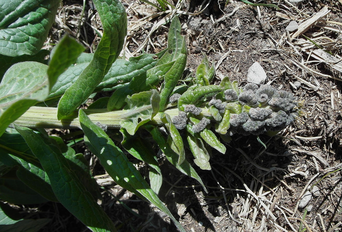 Image of Solenanthus circinnatus specimen.