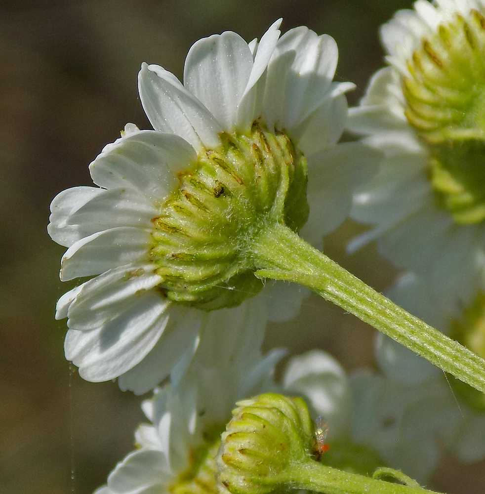 Изображение особи Pyrethrum parthenium.