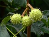 Aesculus hippocastanum. Незрелые плоды. Франция, г. Париж, Елисейские поля. 12.07.2010.