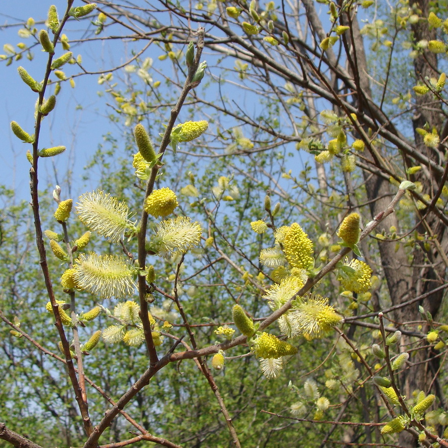 Изображение особи Salix bebbiana.
