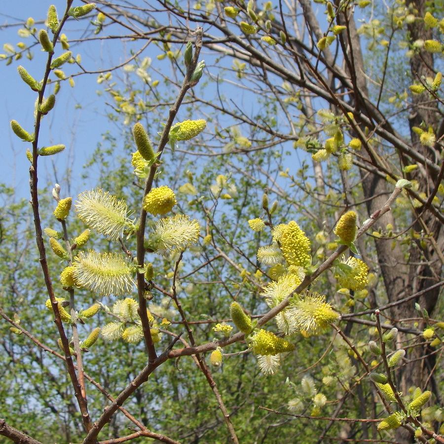 Image of genus Salix specimen.