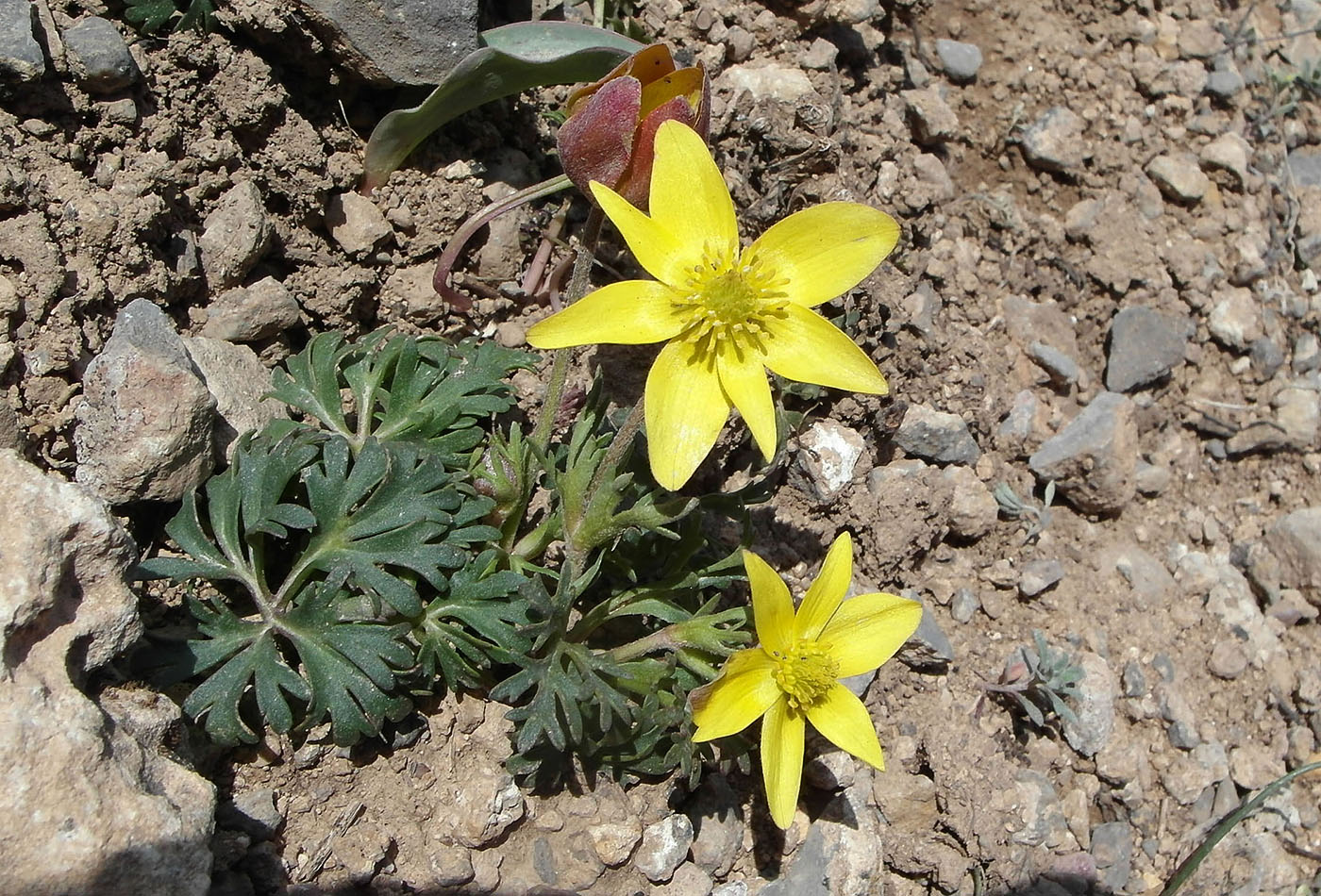 Изображение особи Anemone petiolulosa.