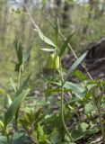 Fritillaria ophioglossifolia