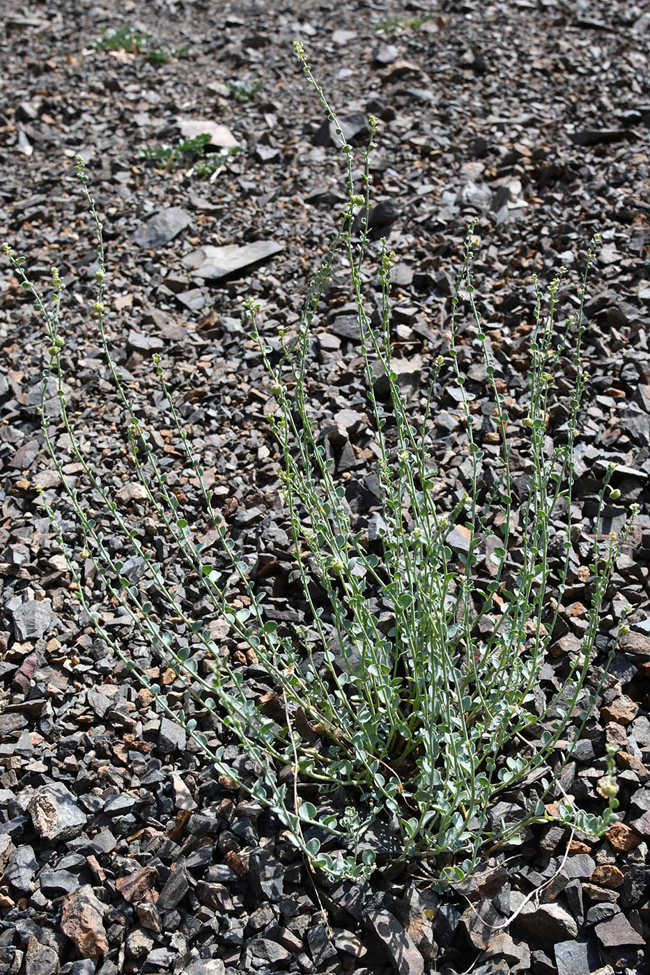 Image of Andrachne rotundifolia specimen.