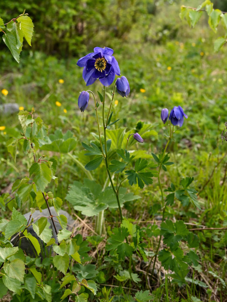 Изображение особи Aquilegia glandulosa.