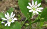 Stellaria graminea