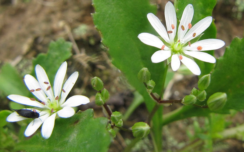 Image of Stellaria graminea specimen.