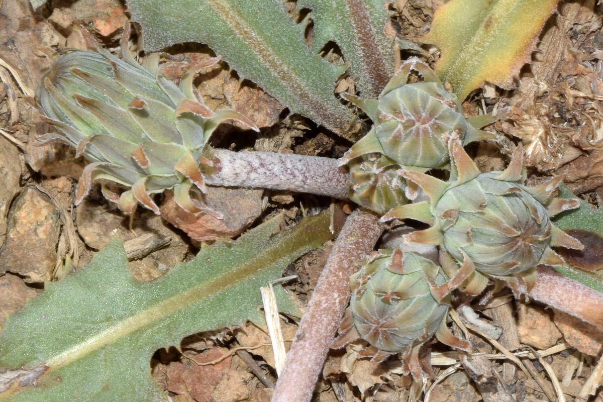 Image of Taraxacum turcomanicum specimen.