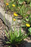 Scorzoneroides autumnalis. Цветущее растение. Томская обл., г. Томск, Академгородок, у дороги. 18.07.2023.