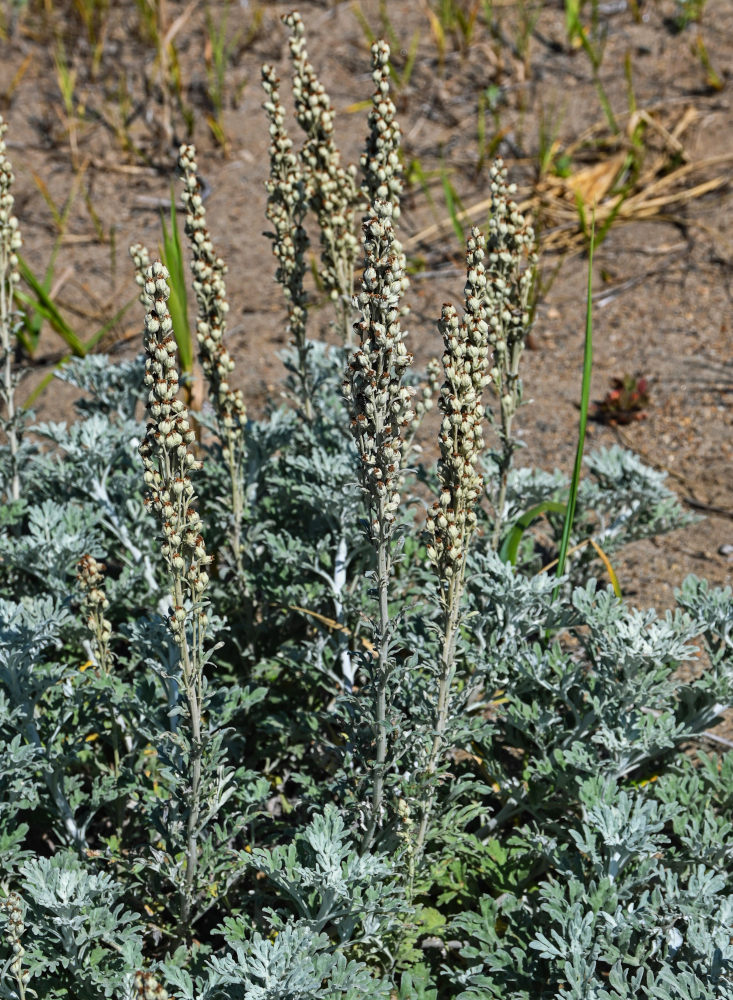 Image of Artemisia stelleriana specimen.