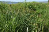 Carex omskiana