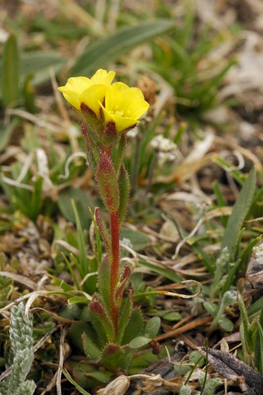 Изображение особи Saxifraga macrocalyx.