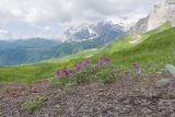 Vicia alpestris