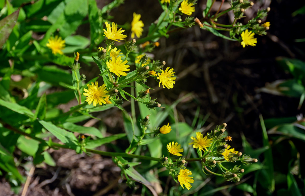 Image of Picris japonica specimen.