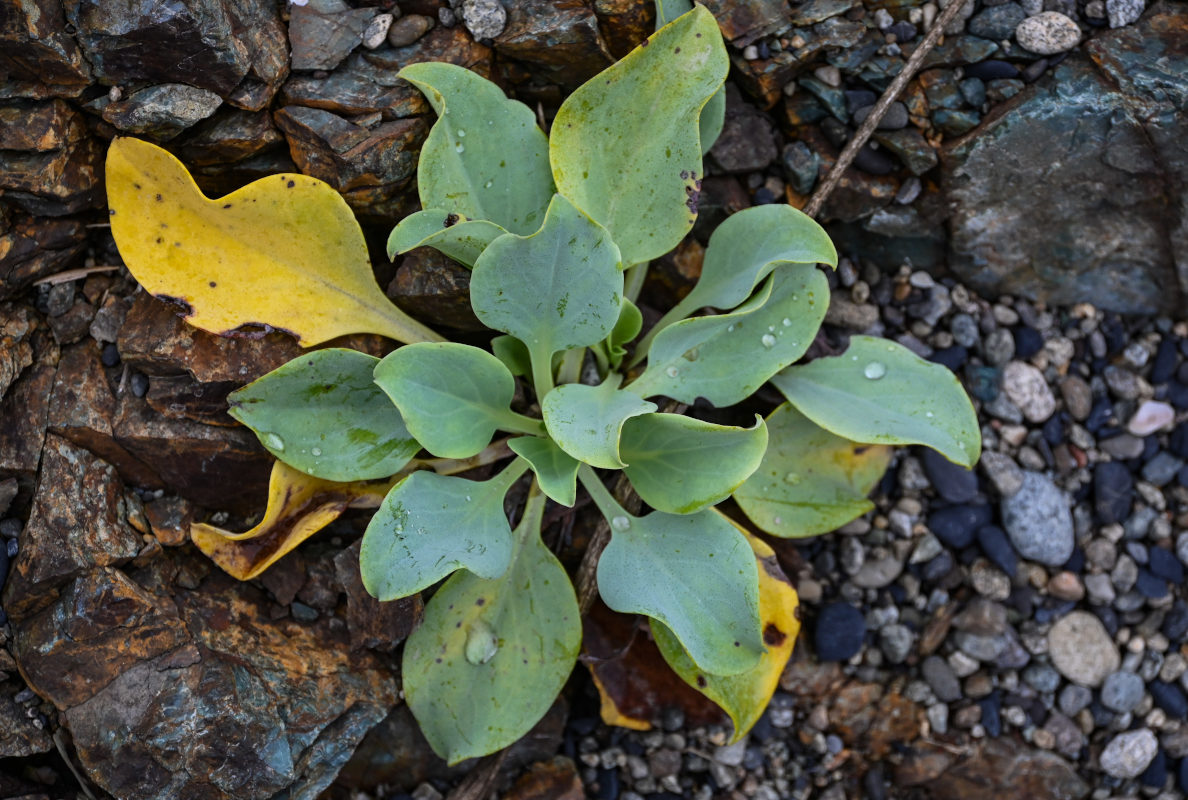 Изображение особи Mertensia maritima.