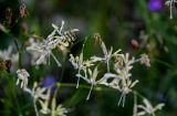 Silene saxatilis