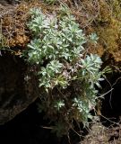 Schivereckia podolica. Плодоносящее растение. Пермский край, Кунгурский р-н, правый берег р. Сылва, ур. Камень Ермак, обнажение гипса. 11.06.2023.