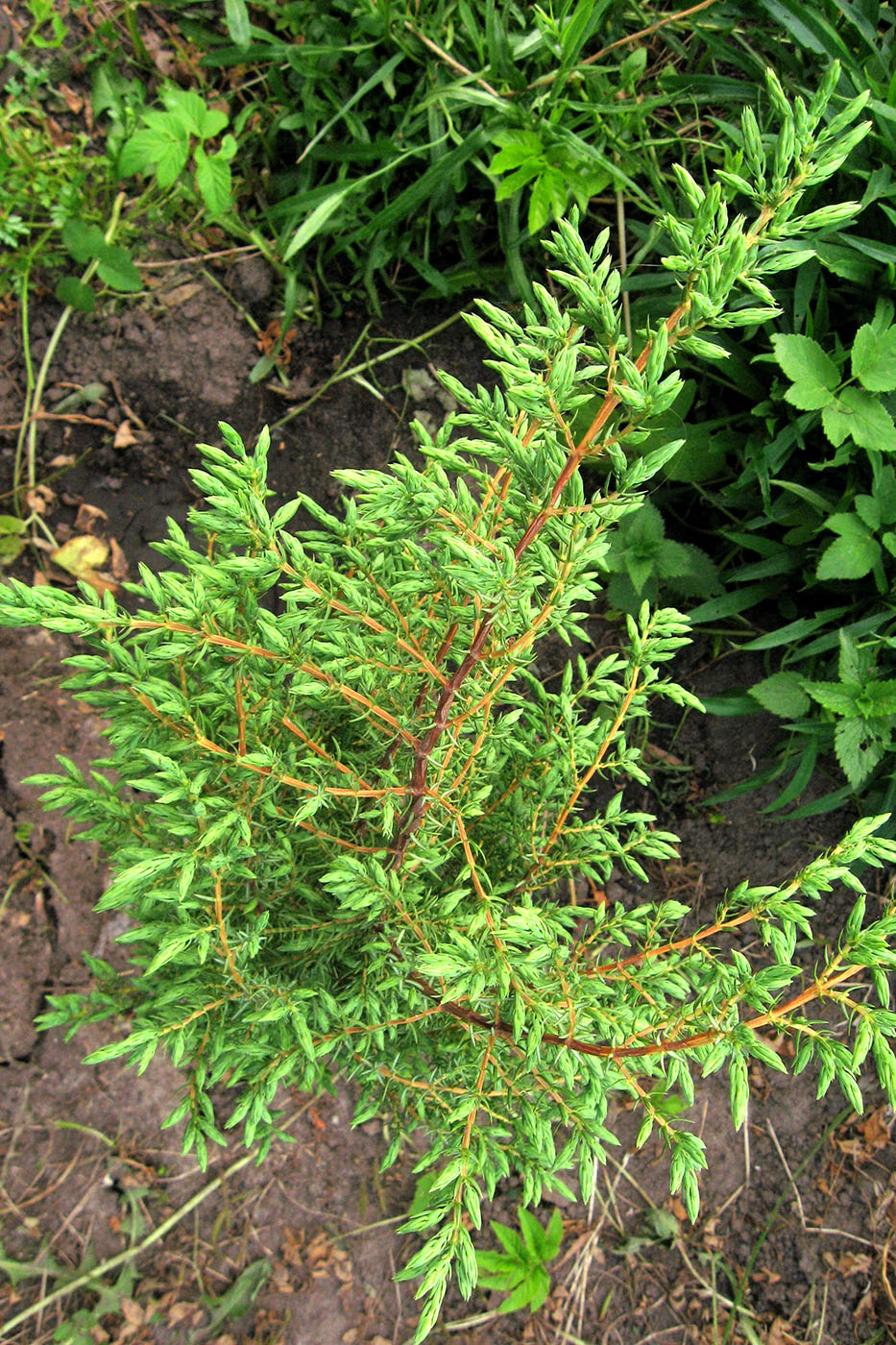 Image of Juniperus communis specimen.