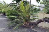 genus Cycas. Упавший ствол вегетирующего растения. Вьетнам, провинция Кханьхоа, г. Нячанг, окр. пагоды Chùa Long Sơn (храм белого Будды), в культуре. 01.09.2023.