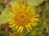 Inula britannica